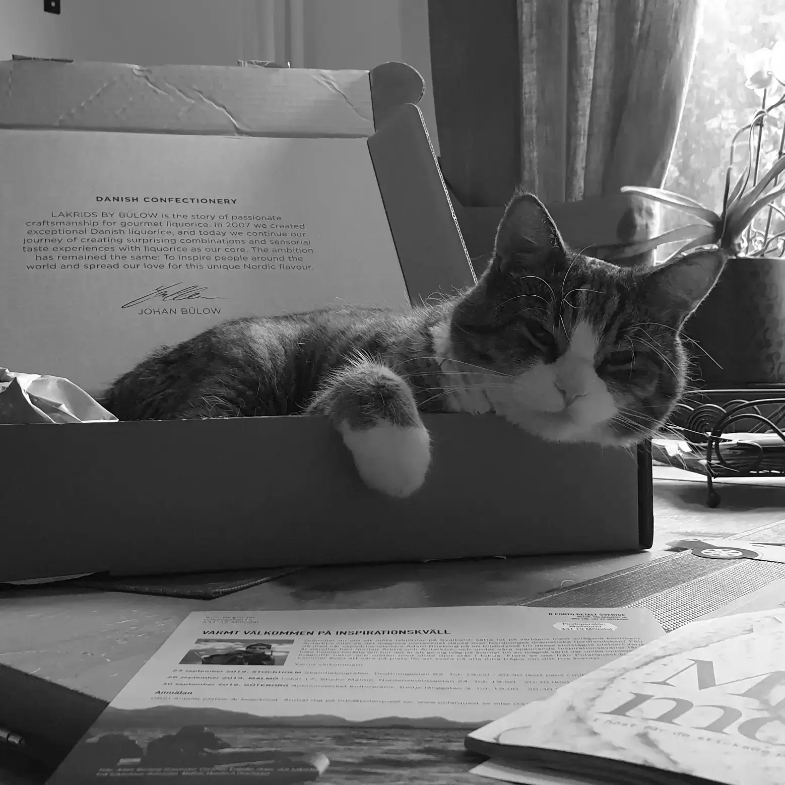 Cute striped cat in a cardboard box. My cat, actually